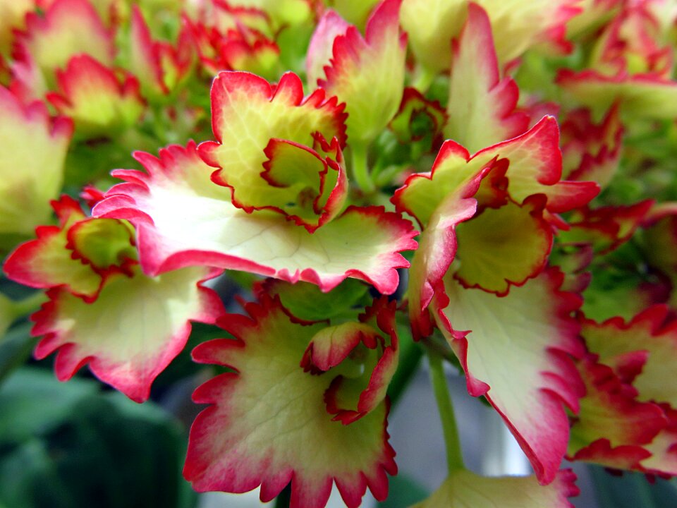 Hydrangea red white