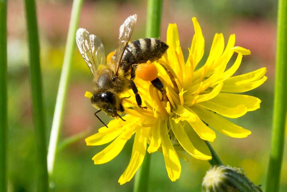 Yellow flower insect photo