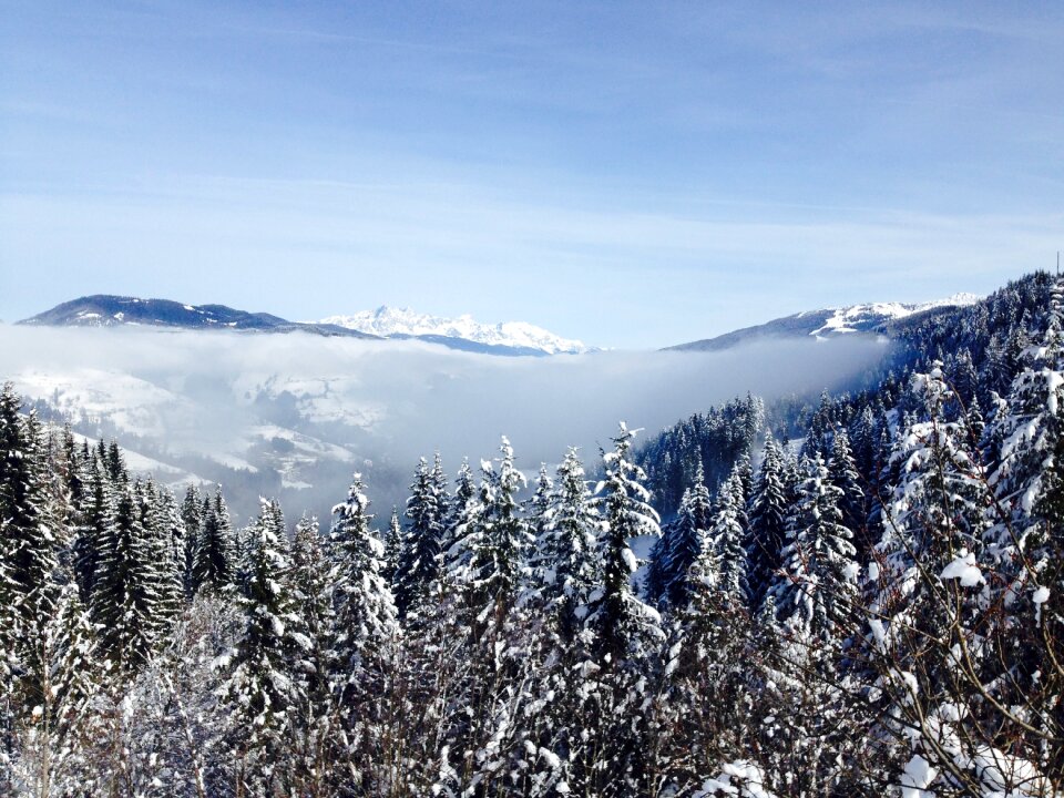 Landscape forest snow photo