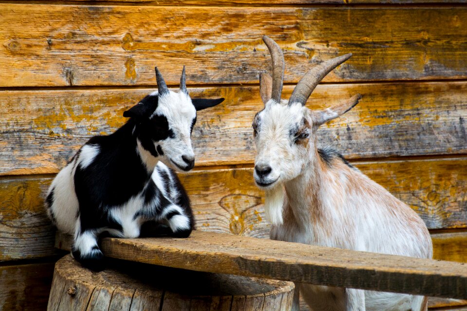 Petting zoo goatee horns