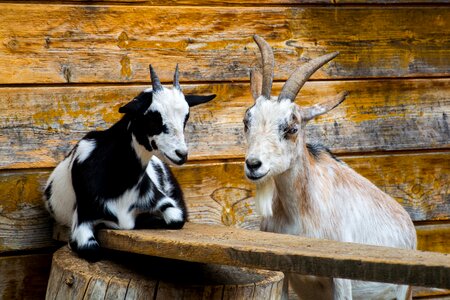 Petting zoo goatee horns
