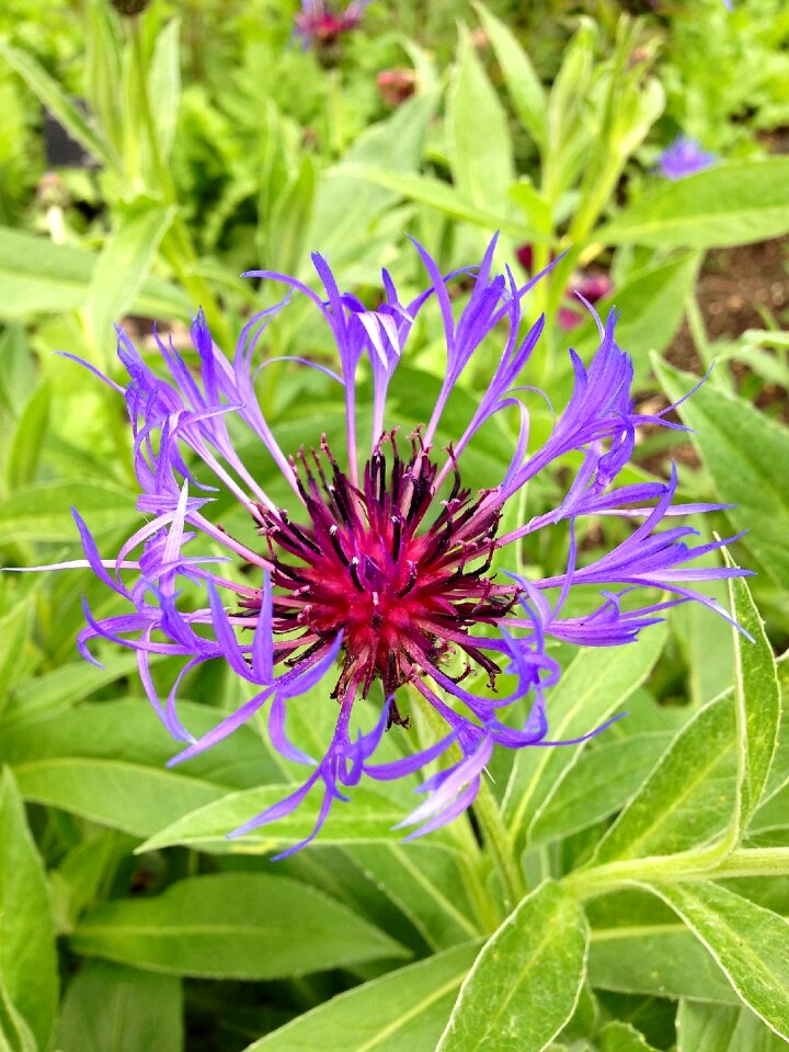 Nature green plant