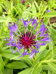 Nature green plant