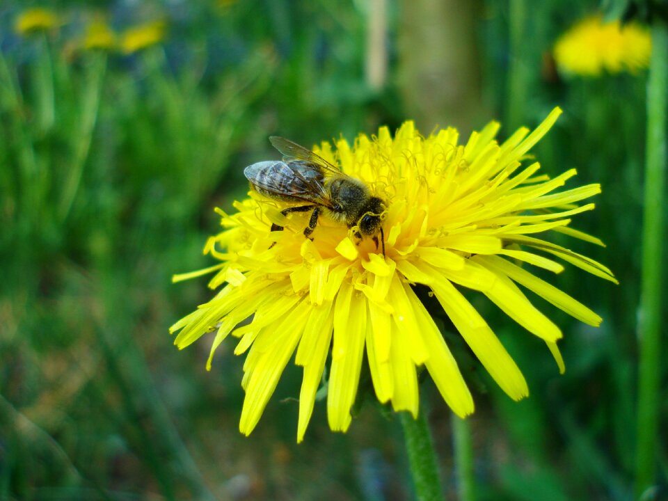 Flower nature animal