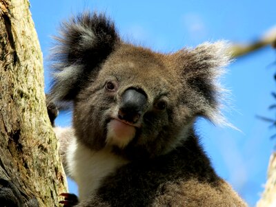 Animal koala australia