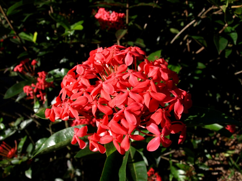 Floral garden flora