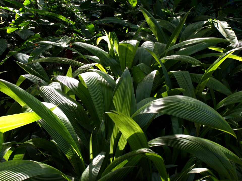 Natural leaf rainforest