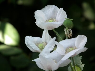 White flower petals
