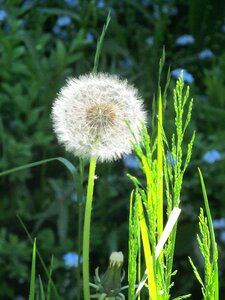 Roadside pointed flower spring