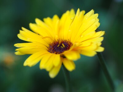 Blossom bloom yellow photo