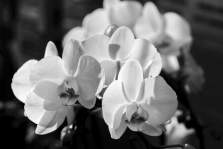 Phalaenopsis orchid butterfly orchid blossom photo