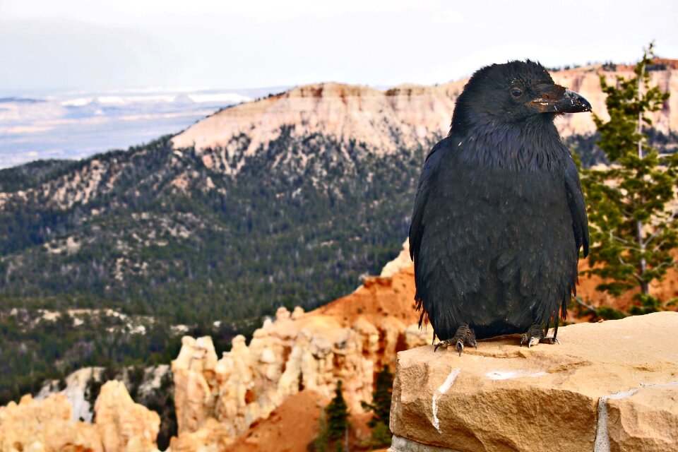 Nature animal feathered rocks