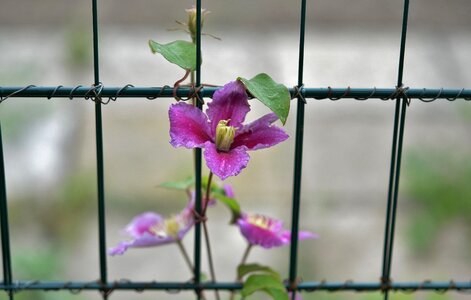 Floral summer natural photo