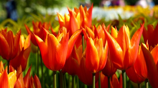 Keukenhof amsterdam botany photo