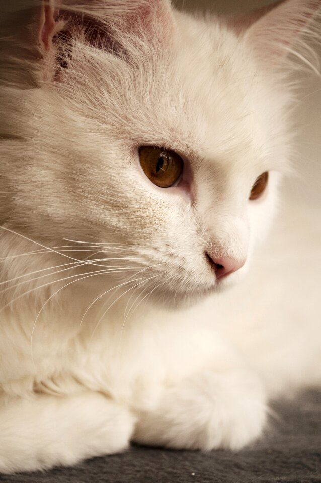 Breed mammal sitting