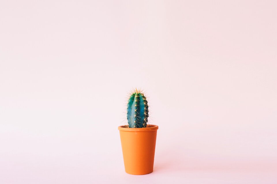 Plant cactus background