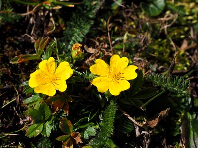 Bloom yellow alpine flower