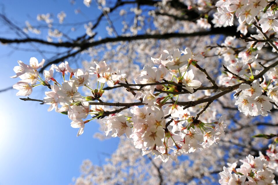 Spring sky sun