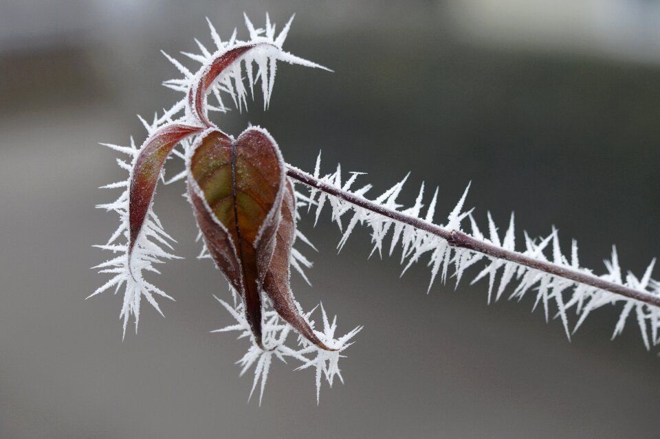 Winter cold nature