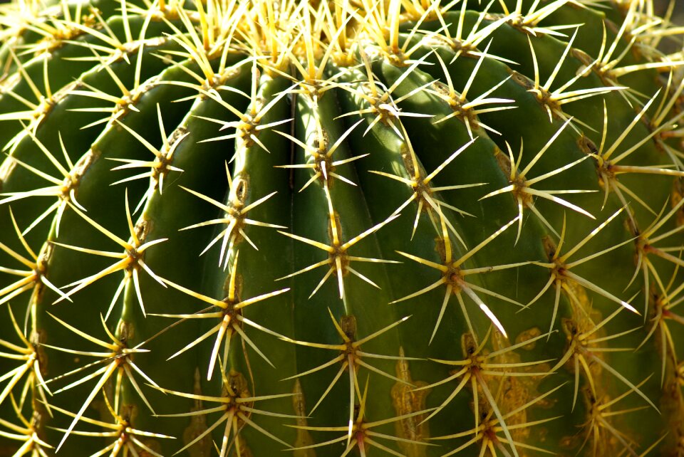 Cactus quills thorns