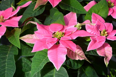 Garden decoration offer