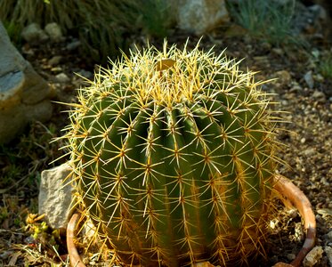 Cactus quills thorns photo