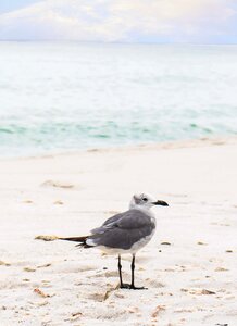 Seagull seagulls sitting
