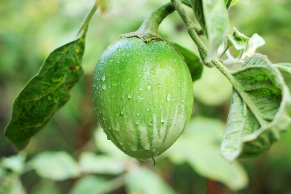 Small fruits exotic farm