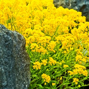 Ground cover tiny flowers