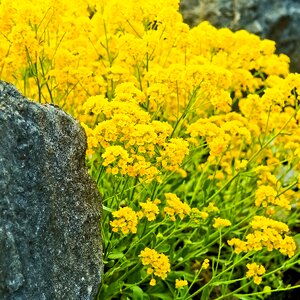 Ground cover tiny flowers photo