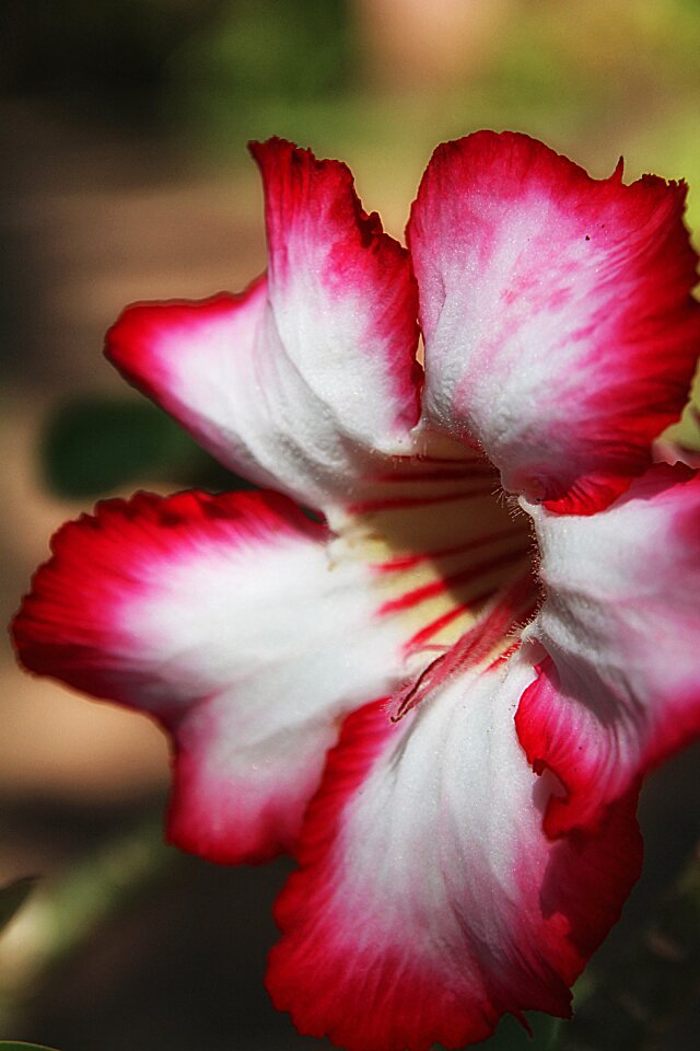 Flower red white flower petal
