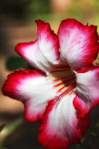 Flower red white flower petal