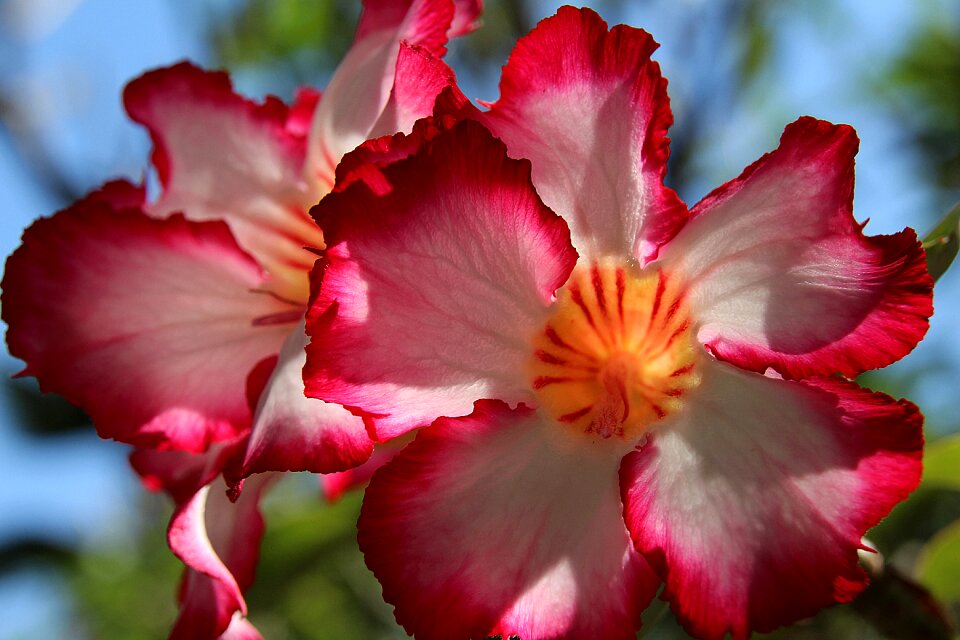 Flower red white flower petal