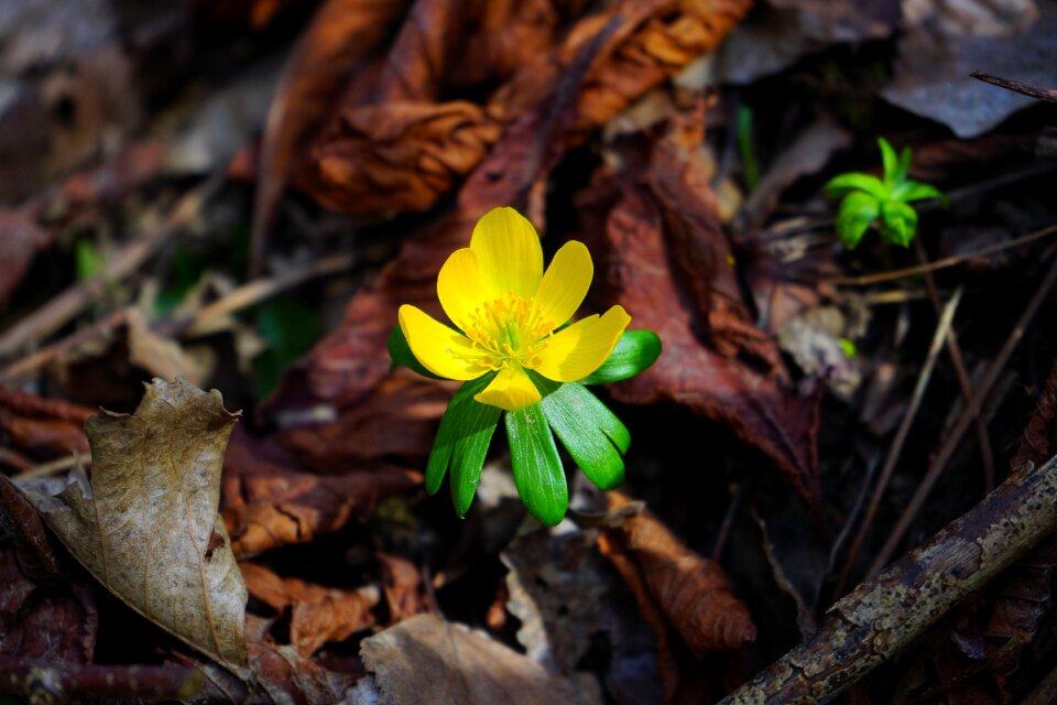 Bloom yellow eranthis hyemalis