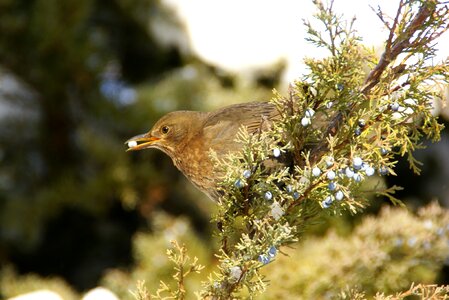 Songbird nature snow