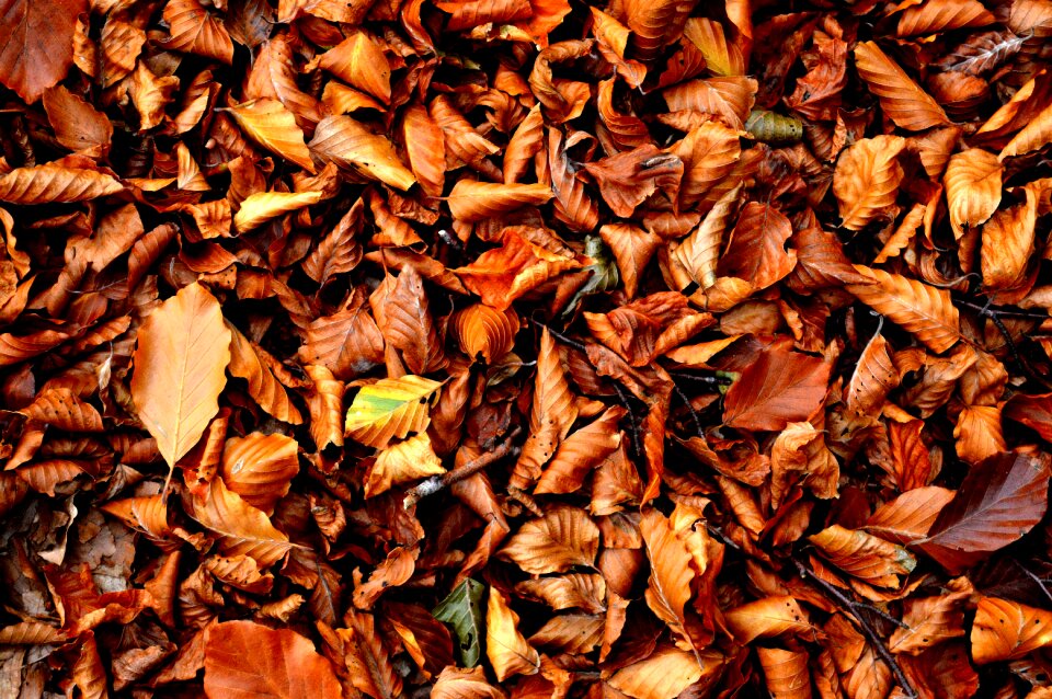 Leaf nature fallen leaves