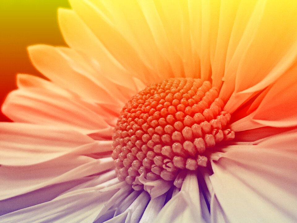 Colorful plant close up