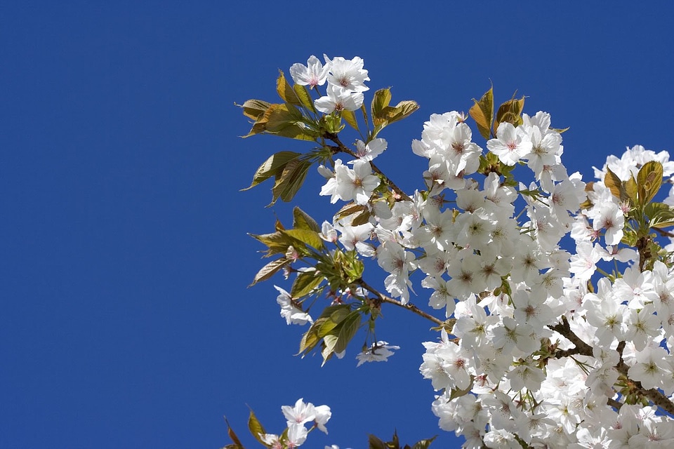 Cherry flower blossom