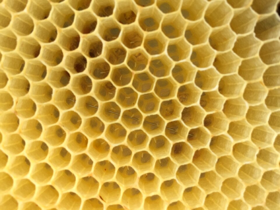 Bees eggs honeycomb