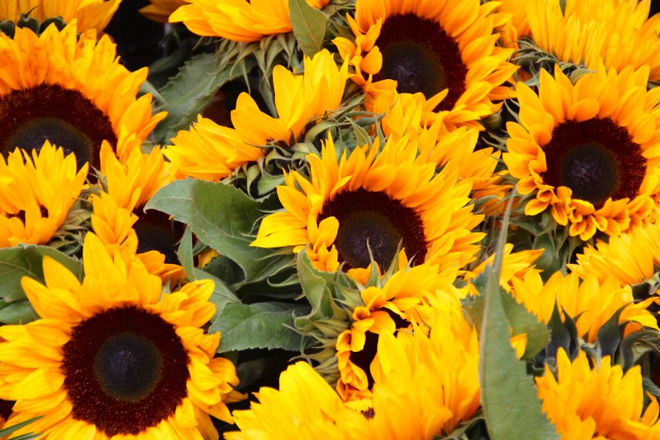 Yellow background summer