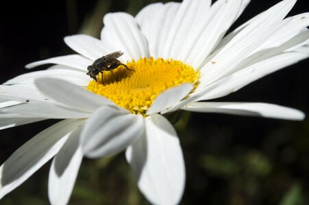 Insect pollen daisy