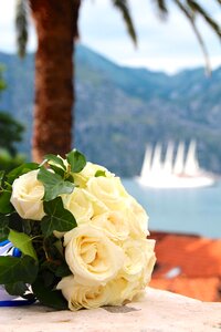 Sailing vessel yacht roses