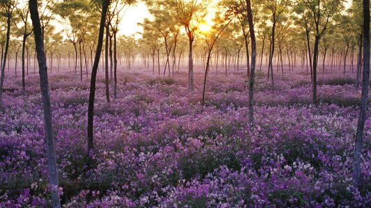 Purple field field of flowers