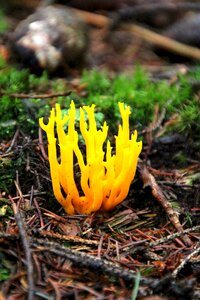 Autumn moist forest