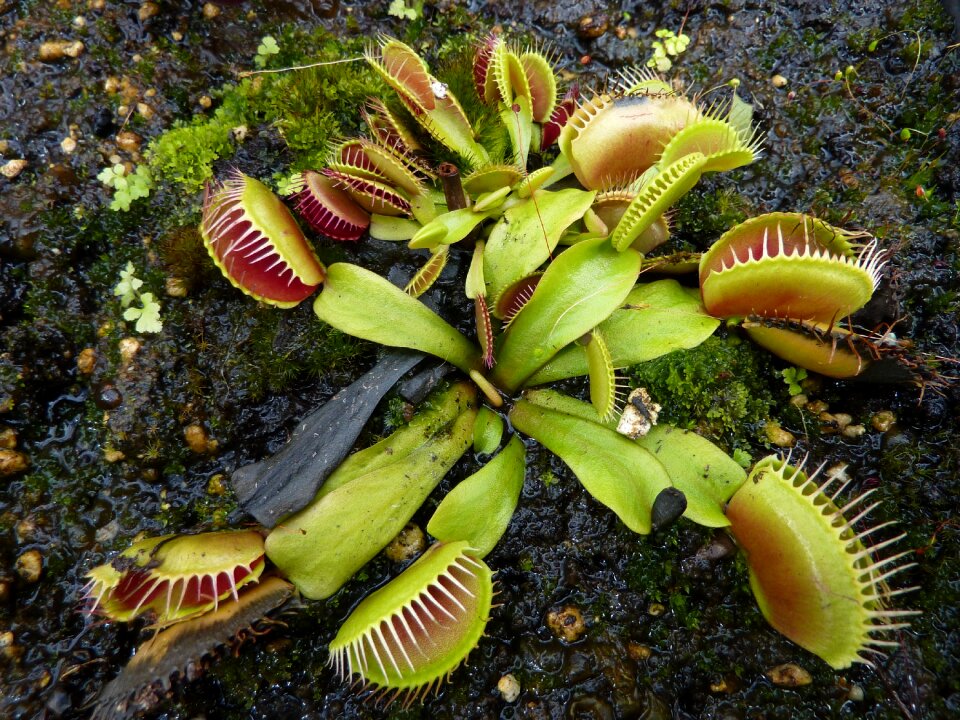 Plant nature insectivorous