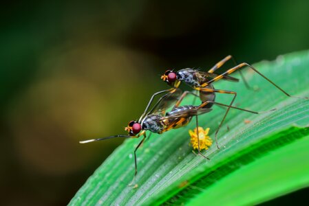 Bugs sexuality born photo