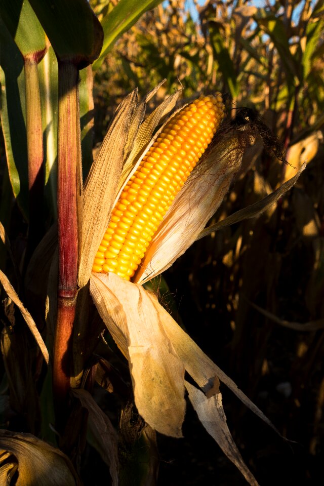 Zea mays cereals food