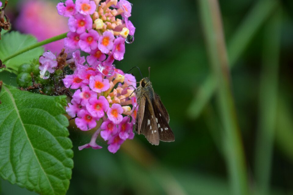 Dew insect nature