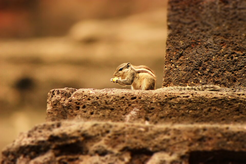 Wildlife wild animal