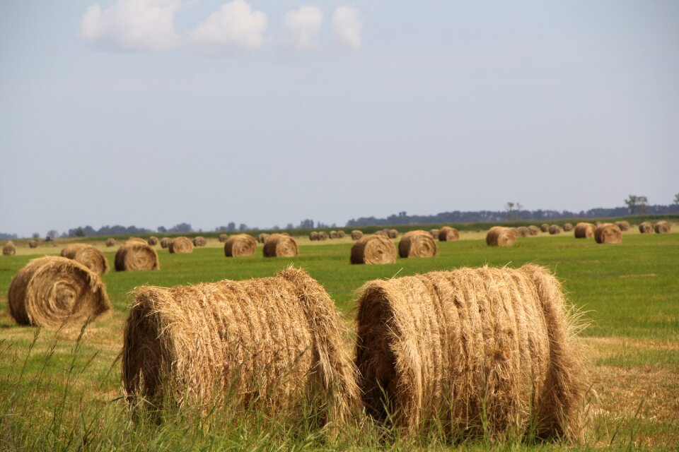 Summer farm agriculture